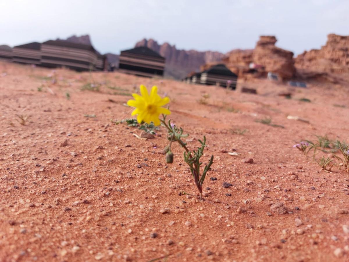 Hotel Bedouin Future Camp Wadi Rum Esterno foto