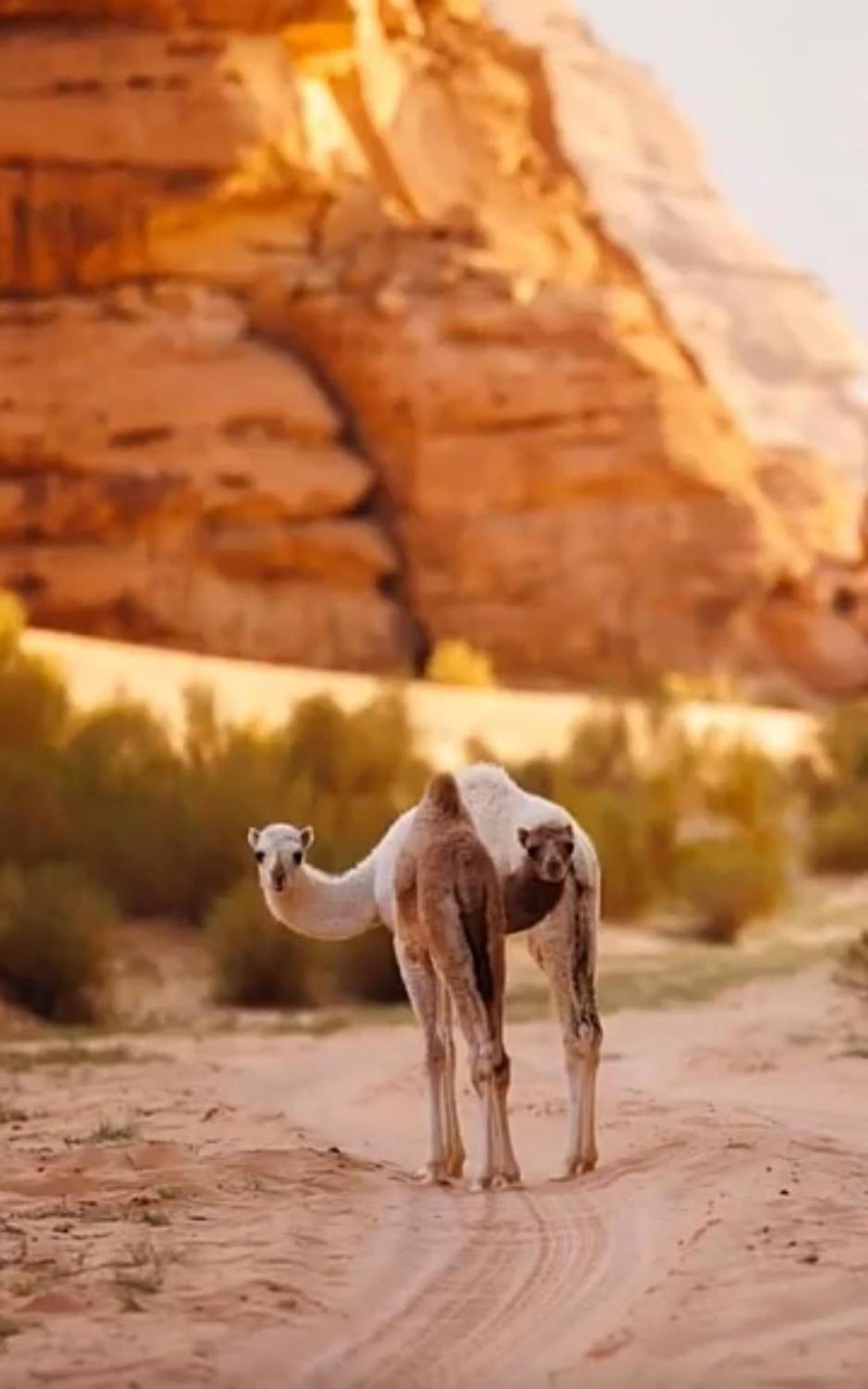 Hotel Bedouin Future Camp Wadi Rum Esterno foto